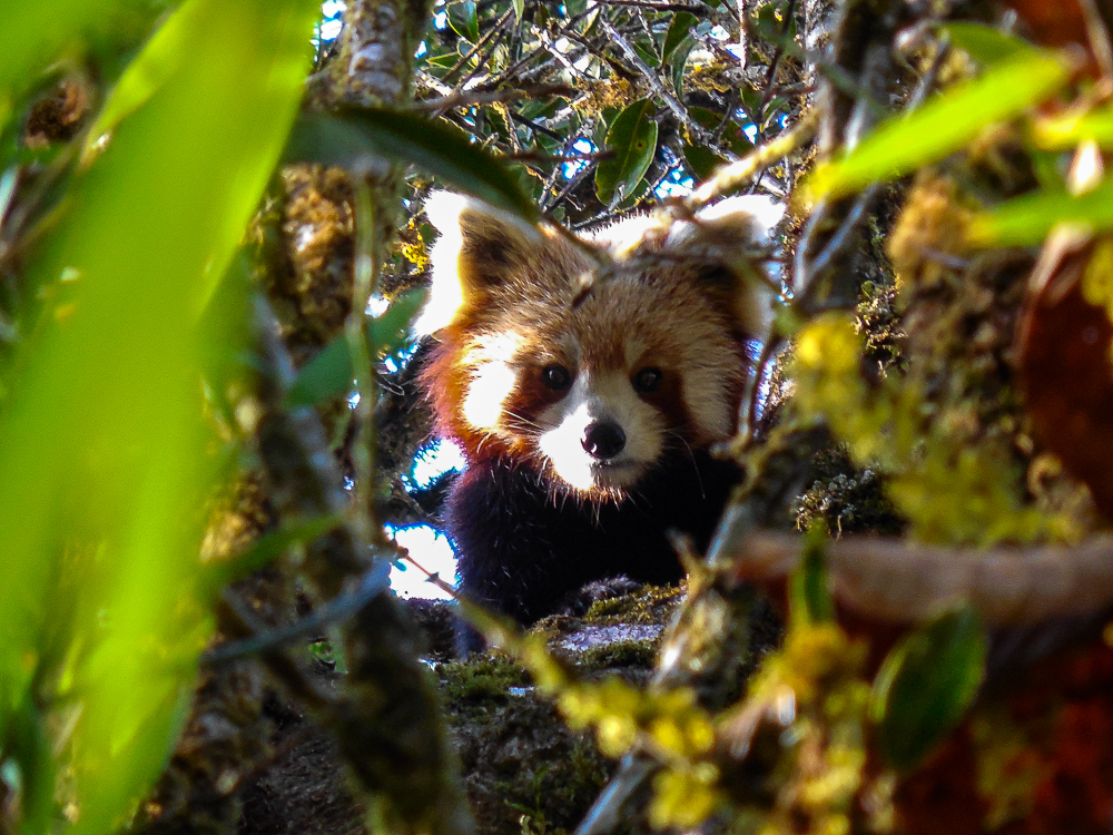 Discover Red Panda